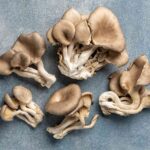 buy oyster mushrooms online