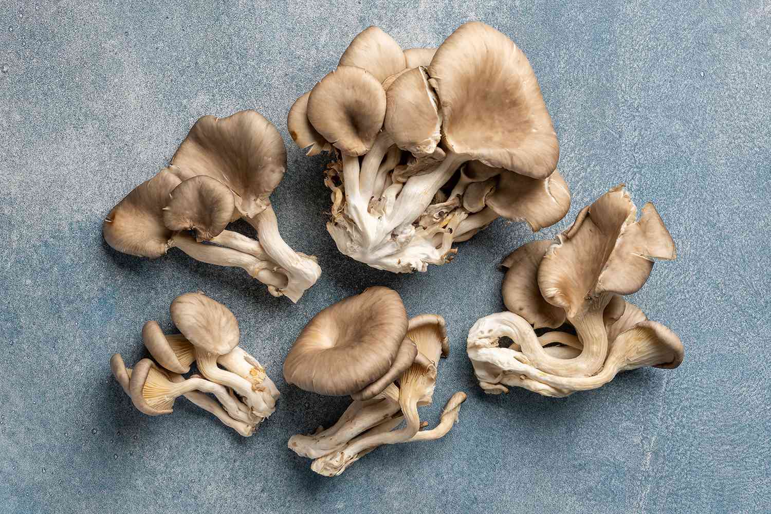 buy oyster mushrooms online buy oyster mushrooms online
