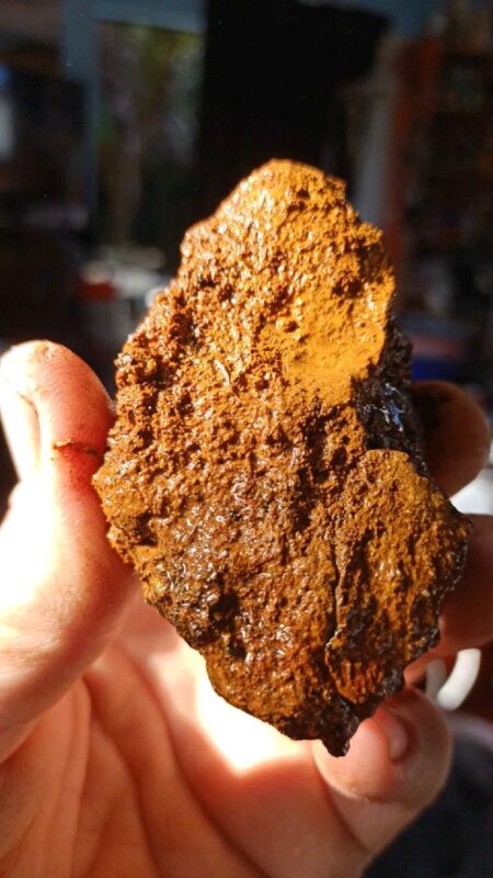 buy chaga mushroom