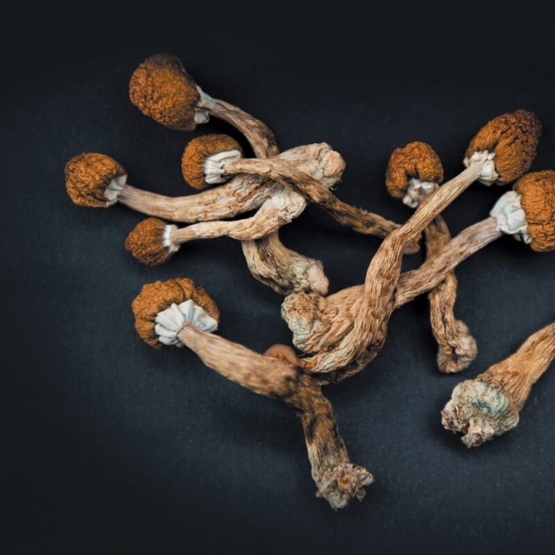 liberty caps mushroom​