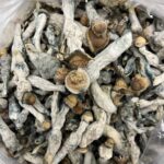 buying psychedelic mushrooms online​​