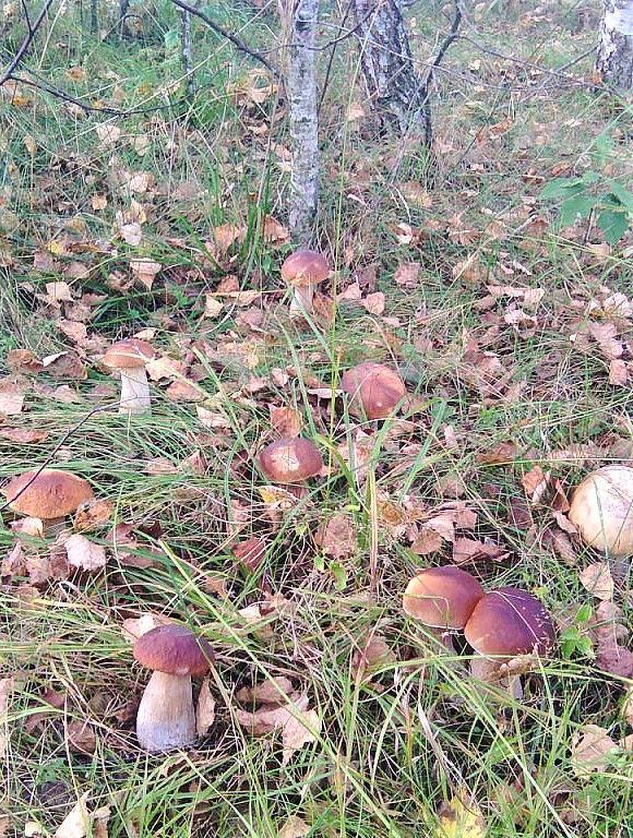 mushroom picking